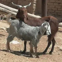 بز و کهره