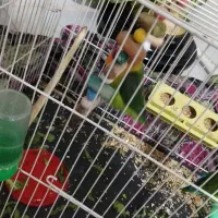 جفت کوتوله  سالم زیر قیمت