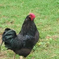 جوجه ی گلین ریش دار(شاندرمن)
