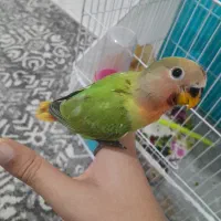 جوجه کوتوله دستی