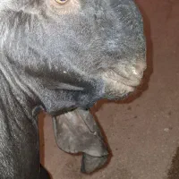 بز نژاد دار و پازن گلابی