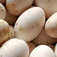 تخم نطفه دار قو غاز