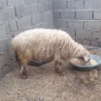 گوسفند زنده