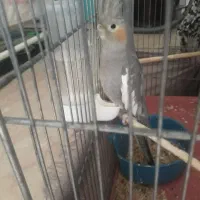 عروس هلندی