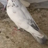 کبوتر|پرنده|مشکین‌دشت, |دیوار