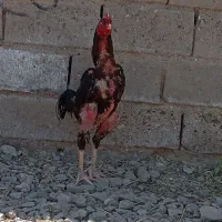 فروش خروس لاری