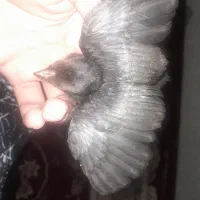 خرگوش