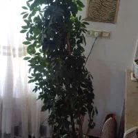 گل شفلرا
