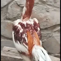 خروس لاری سرخپوست