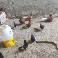 پرنده|پرنده|برازجان, |دیوار