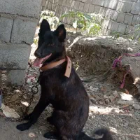 سگ ژرمن|سگ|میناب, |دیوار