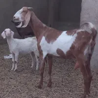 بز پاکستانی شکم دوم