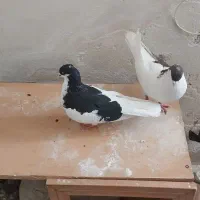 کفتر