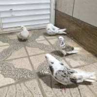 چهار عدد کبوتر خیلی بلند و کشیده