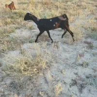 فروش بزه کهره دار