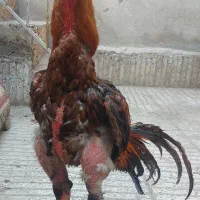 خروس لاری