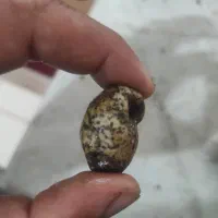 سنگ گردن بند
