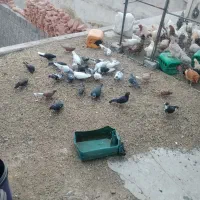 کفتر|پرنده|چترود, |دیوار