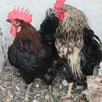 دو تا خروس 3میلیون .هر کدام  یک میلیون وپانصد