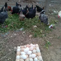 مرغ نژاد دار