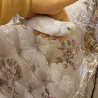 3تا مرغ عشق نر و فنچ معاوضه با عروس هلندی و کوتوله