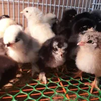 جوجه مرغ، اردک اسرائیلی، بوقلمون