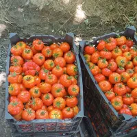 گوجه توماتیز محلی گوجه انجیری درجه 1 تماته