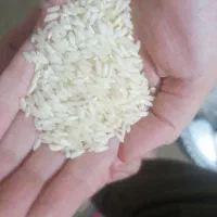 برنج دانه بلند شوشتر