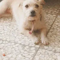 سگ پاکوتاه نگهبان