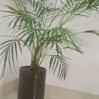 گلو گیاه