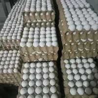تخم مرغ کارتنی ۱۳۲هزار