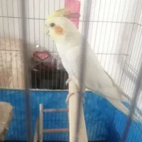 عروس نر 8ماهه