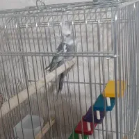 عروس هلندی نر