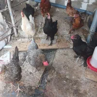 سلام فروش مرع محلی نخمگذار فوری