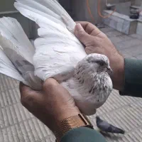 کبوتر|پرنده|تهران, مسعودیه|دیوار