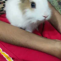 خرگوش نژاد جرسی به همراه قفس