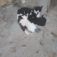 واگذاری گربه بابچه هاشون