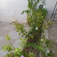 اجاره ساختمان طبقه دوم