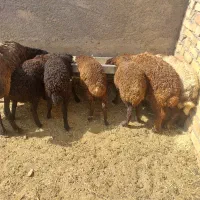 گوسفند زنده فروش بره پرگوشت زیر قیمت بازار دام