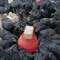 مرغ و خروس سیاه خونی گردن لخت