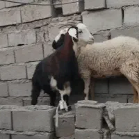 4راس گوسفند خیلی چاق حراج