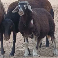 بره ماده قره چال