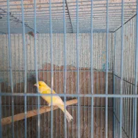 قناری نر مست و جوجه ریز خوان