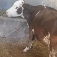 گاو سیمنتال....