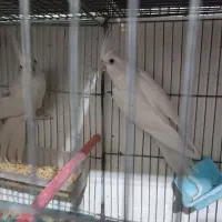 عروس هلندی