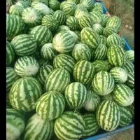 هندوانه مغان‌شرطی