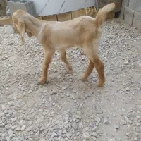 کهره شیری نر