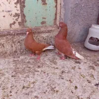 کفتر|پرنده|شیروان (خراسان), |دیوار