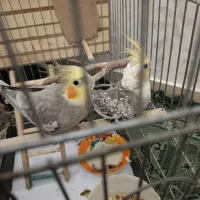 عروس هندی جفت