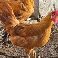 مرغ و خروس لگهورن